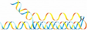 H-DNA is a three-stranded intramolecular triplex structure that forms at mirror repeats