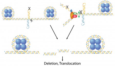 Replication and repair mechinsms of DNA structure induced genetic instability, label reads 'deletion and translocation'