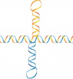 Cruciform DNA is an alternative DNA structure that forms at inverted repeats
