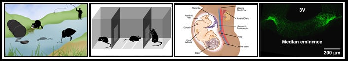 Research illustrations from Dr. Andrea Gore's lab