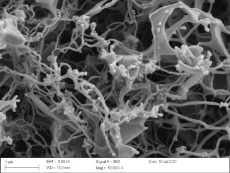 A microscopic image of remdesivir powder formulations after the thin-film freezing process. All formulations exhibited a brittle matrix structure of highly porous particles.