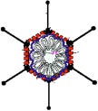 Picture of Adenovirus