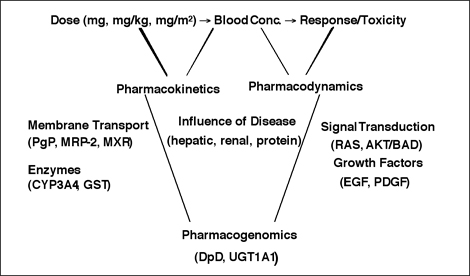 Diagram illustrating how dose, concentration, and response affect pharmacokinetics, pharmacodynamics, and pharmacogenomics (affected by membrane transport, enzyems, influence of disease, and signal transduction)