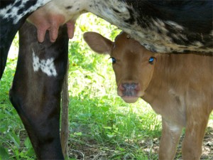 A new calf named Roxy, and her “mom” Charity