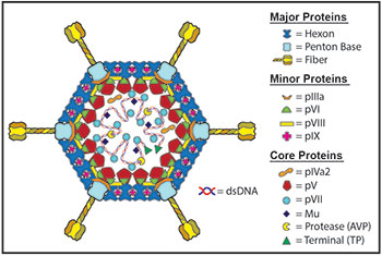 Adenovirus graphic with illustration of dsDNA and major proteins (hexon, penton base, fiber), minor proteins (pIIIa, pVI, pVIII, pIX), and core proteins (pIVa2, pV, pVII, Mu, protease (AVP), Terminal (TP)