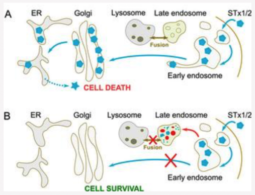 Fig. 5. Late endosome-lysosome fusion is required for early endosome-to-Golgi trafficking of STx1/STx2; text labels include ER, Golgi, Late endosome, STx1/2, early endosome, cell death, cell survival