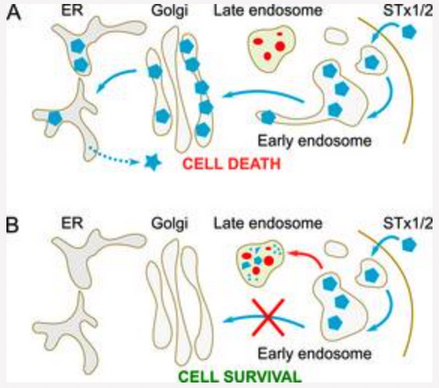 Fig. 3. Retrograde trafficking of STx1 and STx2; labels include ER, Golgi, Late endosome, STx1/2, early endosome, cell death, cell survival
