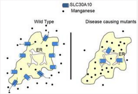Fig. 1. SLC30A10 is a cell surface-localized manganese efflux transporter, and parkinsonism causing mutations block its intracellular trafficking and efflux activity; text labes read SLC30A10, Manganese, Wild Type, ER, Disease causing mutants