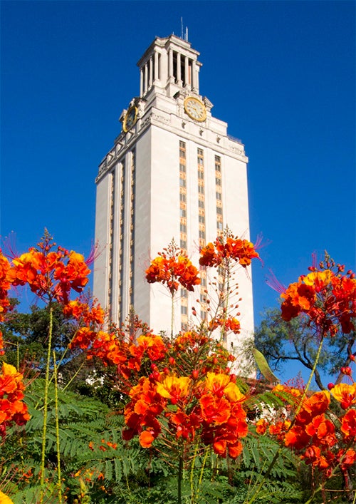 UT tower with blue sky behind and orange flowers in front