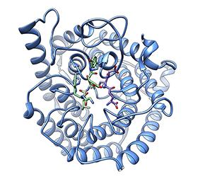 Image shows a ribbon cartoon of the enzyme LanC with substrates shown as sticks