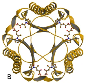 B) 4-oxalocrotonate tautomerase (4-OT)