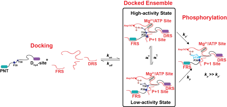 Ets-1 docks onto ERK2 using two remote non-canonical docking interactions. The docking generates an ensemble of conformations of the still dynamic phospho-acceptor near the ERK2 active site. This ensemble comprises of states in which the phospho-acceptor and surrounding regions (including the Pro in the P+1 position) are in appropriate conformation (along with the catalytic elements of ERK2) for chemistry (high-activity state), and those in which they are not (low-activity state).