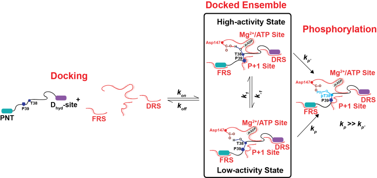 Ets-1 docks onto ERK2 using two remote non-canonical docking interactions. The docking generates an ensemble of conformations of the still dynamic phospho-acceptor near the ERK2 active site. This ensemble comprises of states in which the phospho-acceptor and surrounding regions (including the Pro in the P+1 position) are in appropriate conformation (along with the catalytic elements of ERK2) for chemistry (high-activity state), and those in which they are not (low-activity state).