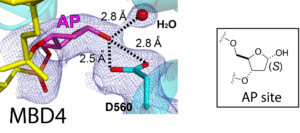 Crystal structure of hMBD4 bound to abasic site-containing DNA