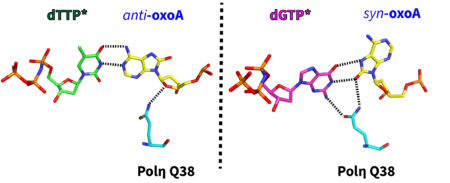 Crystal structures of human DNA polymerase eta bypassing 8-oxoadenine