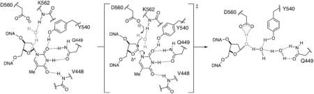Glycosylase mechanism of hMBD4