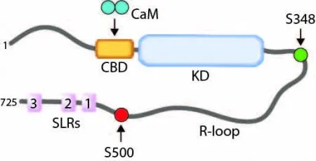 Domain organization of eEF-2K. The N-terminus of eEF-2K (1-725, 82.2 kDa) comprises of a CaM binding domain (CBD, dark orange), and a catalytic kinase domain (KD, light blue). Autophosphorylation on T348 comprises a key step in the activation of eEF-2K. The C-terminus comprises of three predicted SEL1-like repeats (SLRs, purple). The disordered R-loop (located between the KD and SLRs) contains several phosphorylation sites including T348 and a regulatory site, S500.