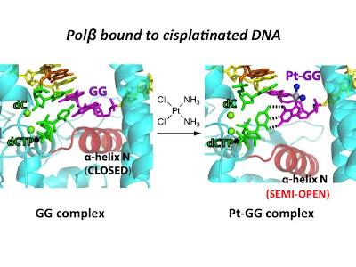 cisplatinated DNA