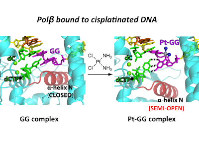 Crystal structures of DNA polymerase beta bypassing cisplatinated DNA. Left side labeled "GG complex." Right side labeled "Pt-GG complex."