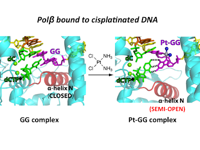 cisplatinated DNA