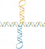 Cruciform DNA is an alternative DNA structure that forms at inverted repeats