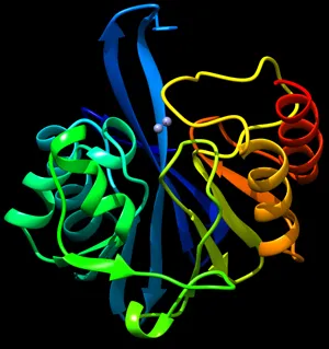 fast enzyme