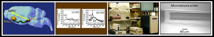 Gonzales Lab Image Home Page collage - diagram, charts, lab equipment, microdialysis probe