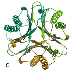 C) malonate semialdehyde decarboxylase (MSAD) are structurally homologous enzymes that represent two families in the tautomerase superfamily. Sequence, structural, and mechanistic analysis suggest that these enzymes evolved from a common ancestor