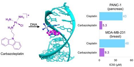 Structure of carbazoleplatin bound to DNA. For PANC-1 (pancreas), cisplatin=43 and carbazoleplatin=5.3. For MDA-MB-231 (breast), cisplatin=48 and carbazoleplatin=9.3