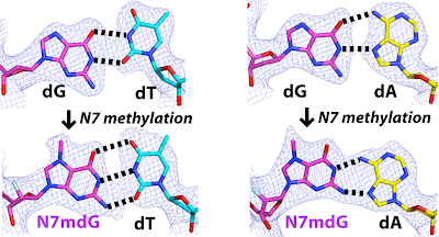 Impact of N7-methylation on base pairing of guanine