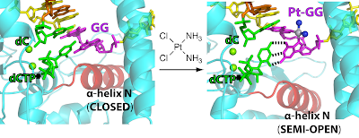 Structures of human DNA polymerase bound to cisplatinated DNA