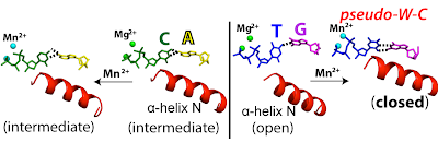 Impact of metal ion on the conformations of base pairing and protein conformation