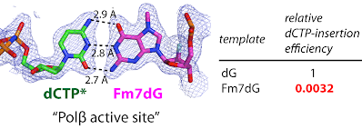 Base pairing of N7-methylguanine:dCTP in the catalytic site of Polβ