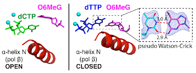 Structural basis for the mutagenic replication across O6-methylguanine