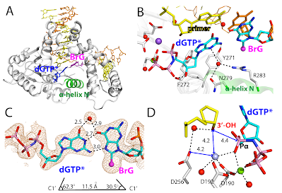 Base pairing properties of 8-bromoguanine