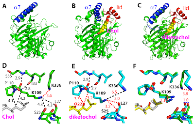 Structures of Osh4 bound to oxystrerols