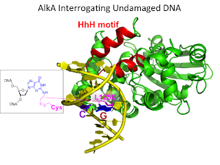 Structure of AlkA bound to undamaged DNA
