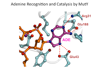 Structure of MutY catalyzing adenine opposite 8-oxoguanine