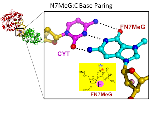 Determination of N7-methylguanine:dC via AlkA Host-Guest-Complex System