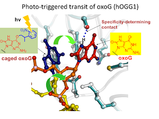 Photo-triggered transit of 8-oxoguanine from an exo-site to the catalytic site of hOGG1