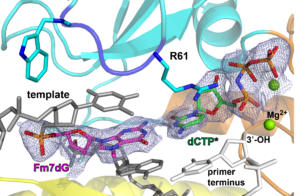 Crystal structure of human DNA polymerase eta bypassing N7-methylguanine