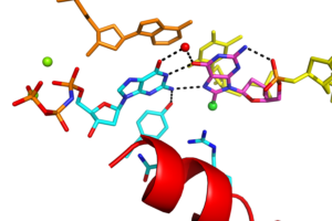 Crystal structure of human DNA polymerase beta bypassing 8-chloroguanine