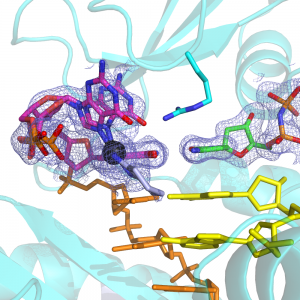 Structure of human DNA polymerase eta catalyzing across oxaliplatinated DNA