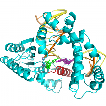 Structure of human DNA polymerase beta bound to N7-methylguanine-containing DNA