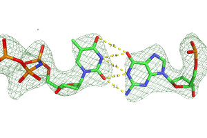 Base pairing properties of G:T