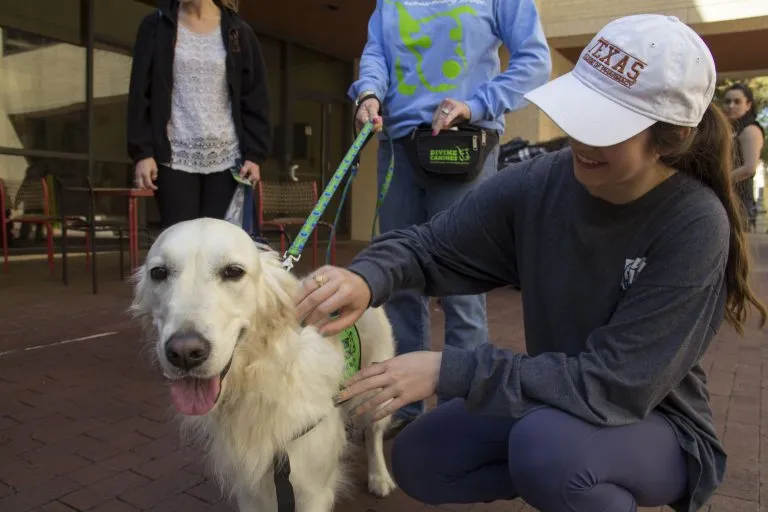 therapy dogs 1