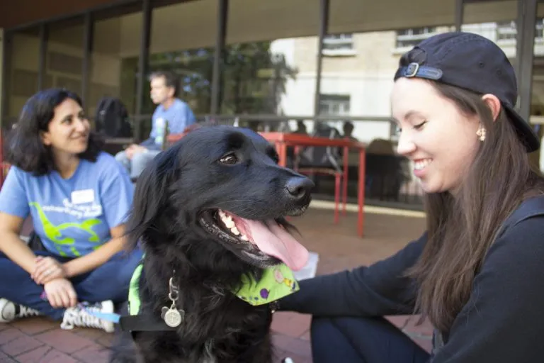 therapy dogs 3