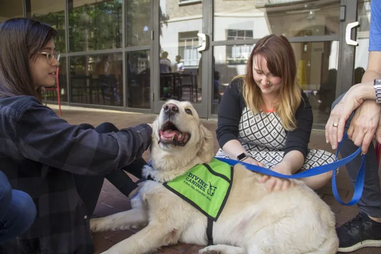 therapy dogs 4