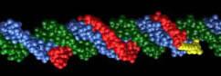 Space-filling model of a triplex-forming oligonucleotide (TFO) bound to its target duplex. The TFO is shown in red bound to the purine-rich strand of the target duplex (blue) in the major groove. A psoralen derivative covalently linked to the TFO is shown in yellow. The pyrimidine-rich strand is shown in green.