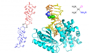 Structures of cephalostatin and a cisplatin analog